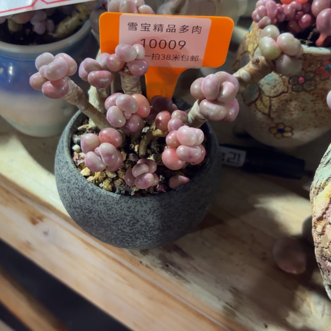 胭脂精品多肉10009