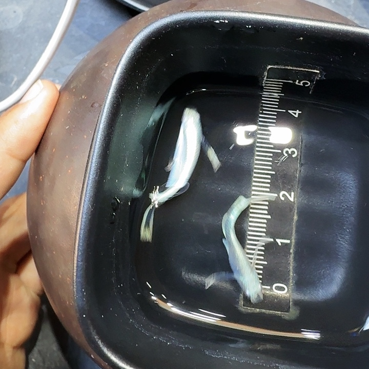 青鳉鱼1号拍品长鳍天使