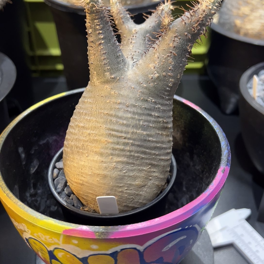 大肚子躺宫老家养定