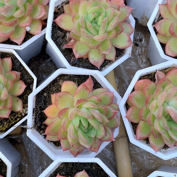 八角盆落英带盆土发