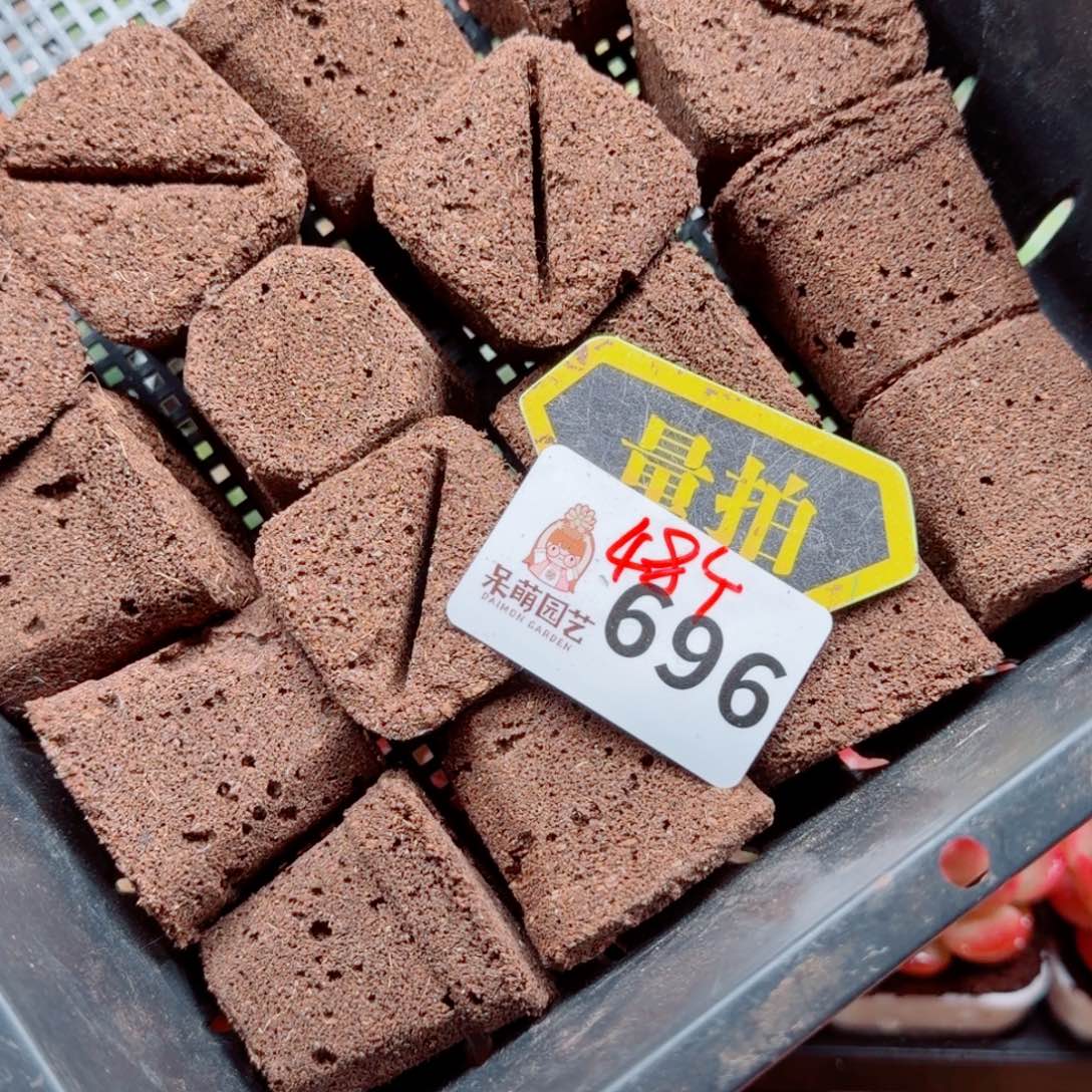 多肉植物多肉植物