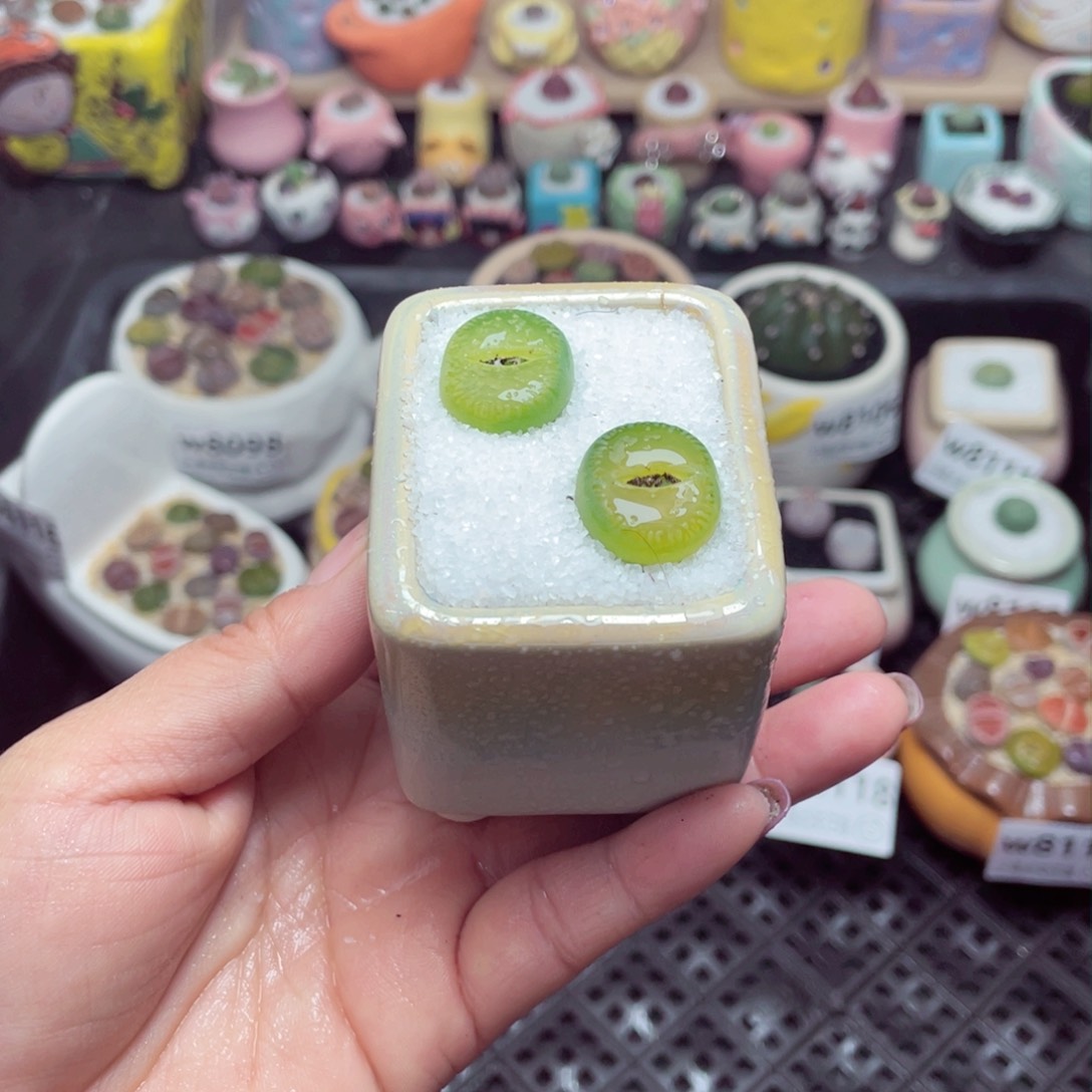 w8119 带盆土发货-零下地区拍保温箱