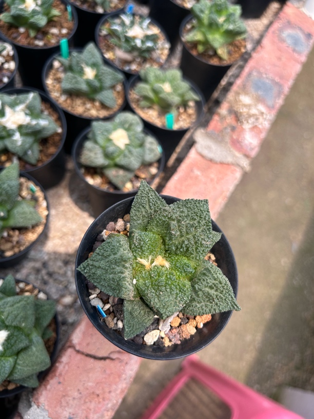实生萝卜根哥斯拉牡丹植物