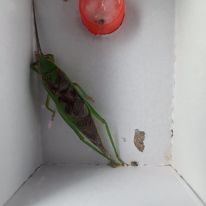 霍氏一只……………………