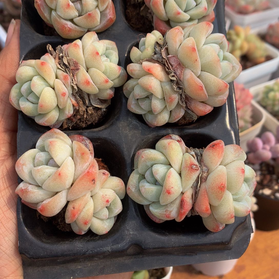 小精控冰玉双头6颗组合