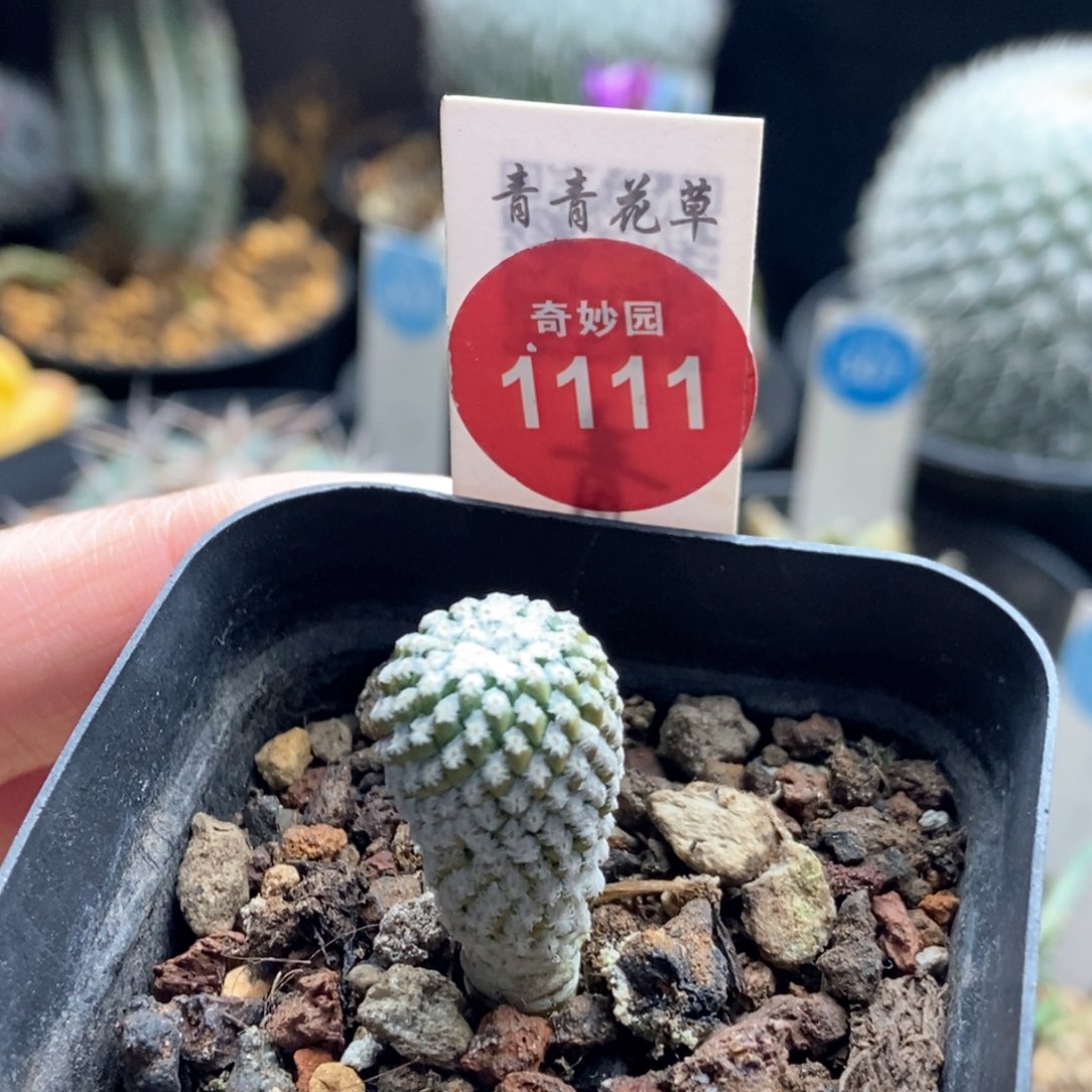 实生银牡丹1.4cm