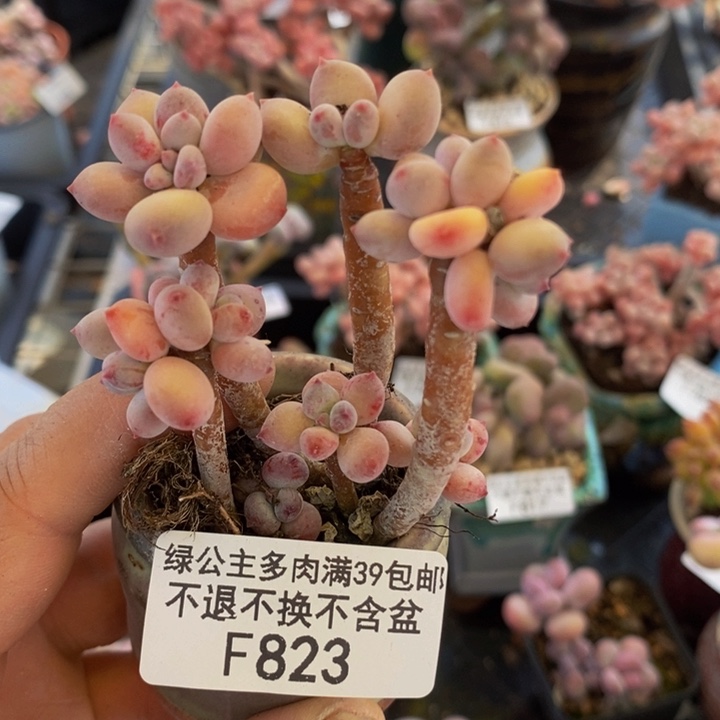 四代苹果奶5cm823多肉植物