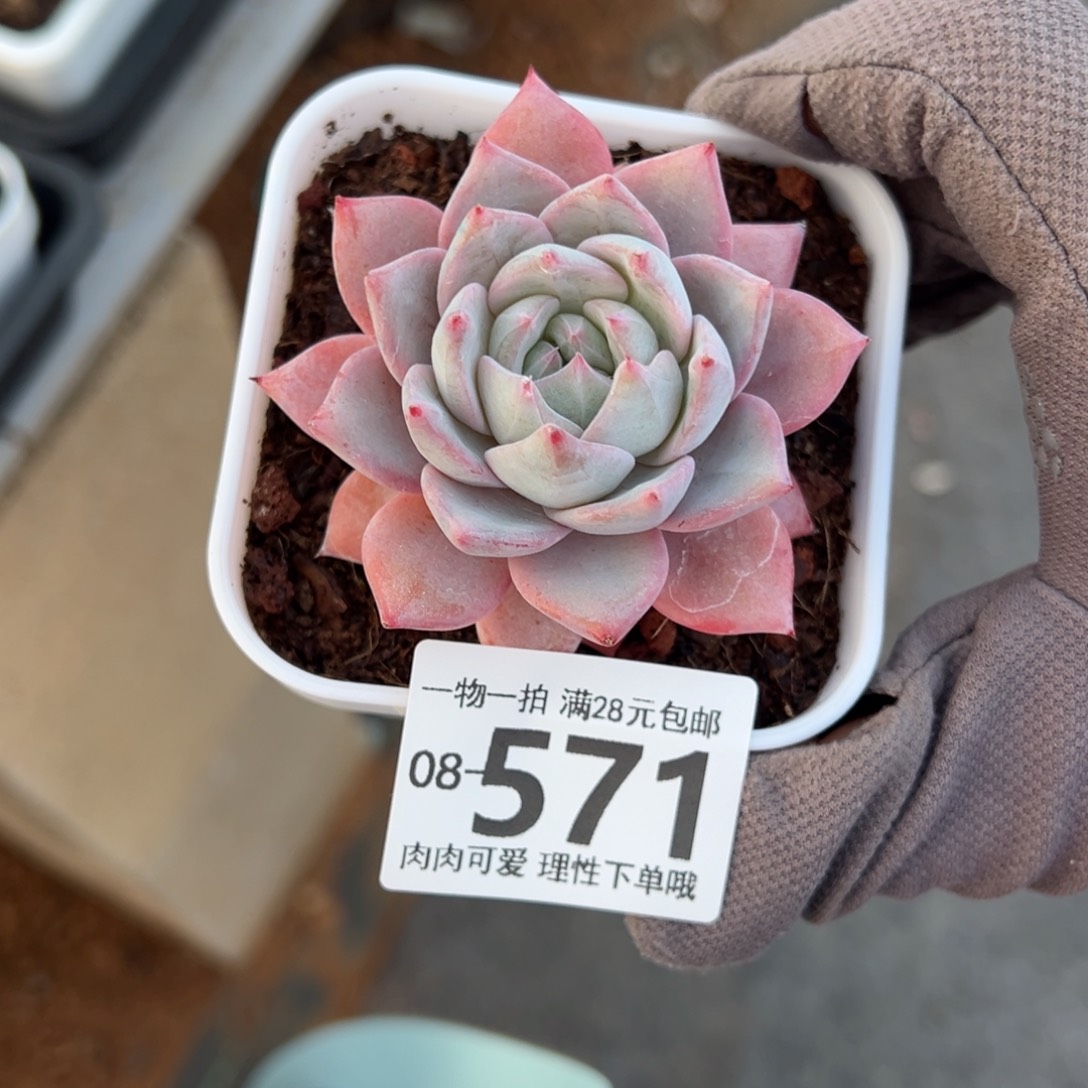 粉蓝鸟多肉多肉多肉多