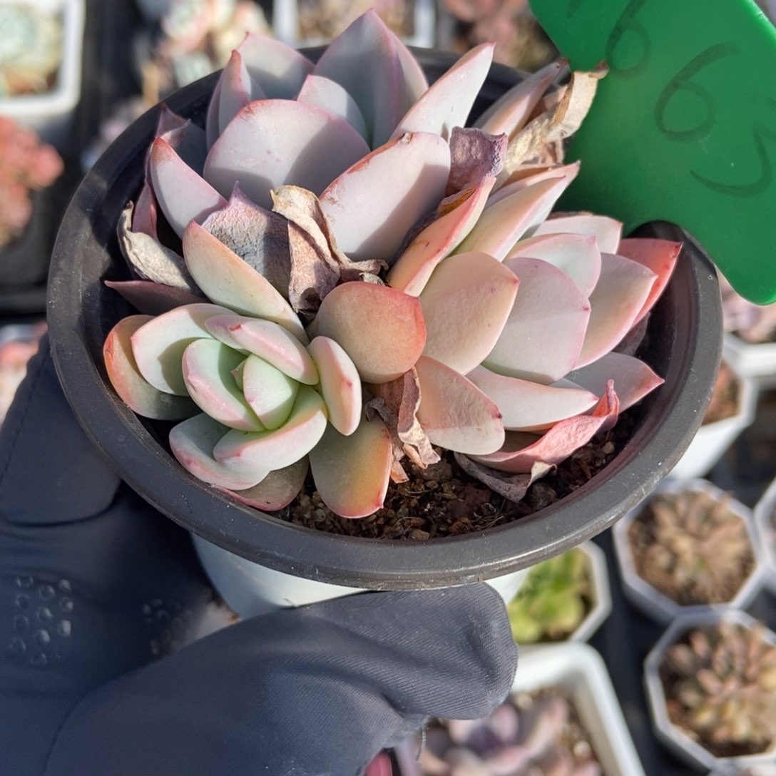 1663布鲁蓝多肉植物