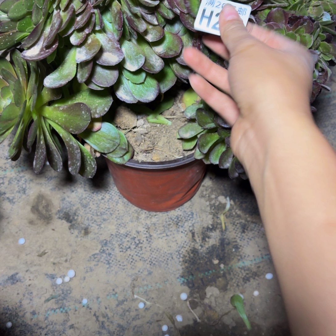249多肉植物捧花的