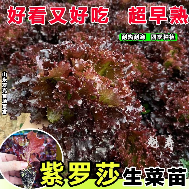 寿光紫罗莎生菜苗秧带土球阳台盆栽高产速生奶油结球罗马生菜种子