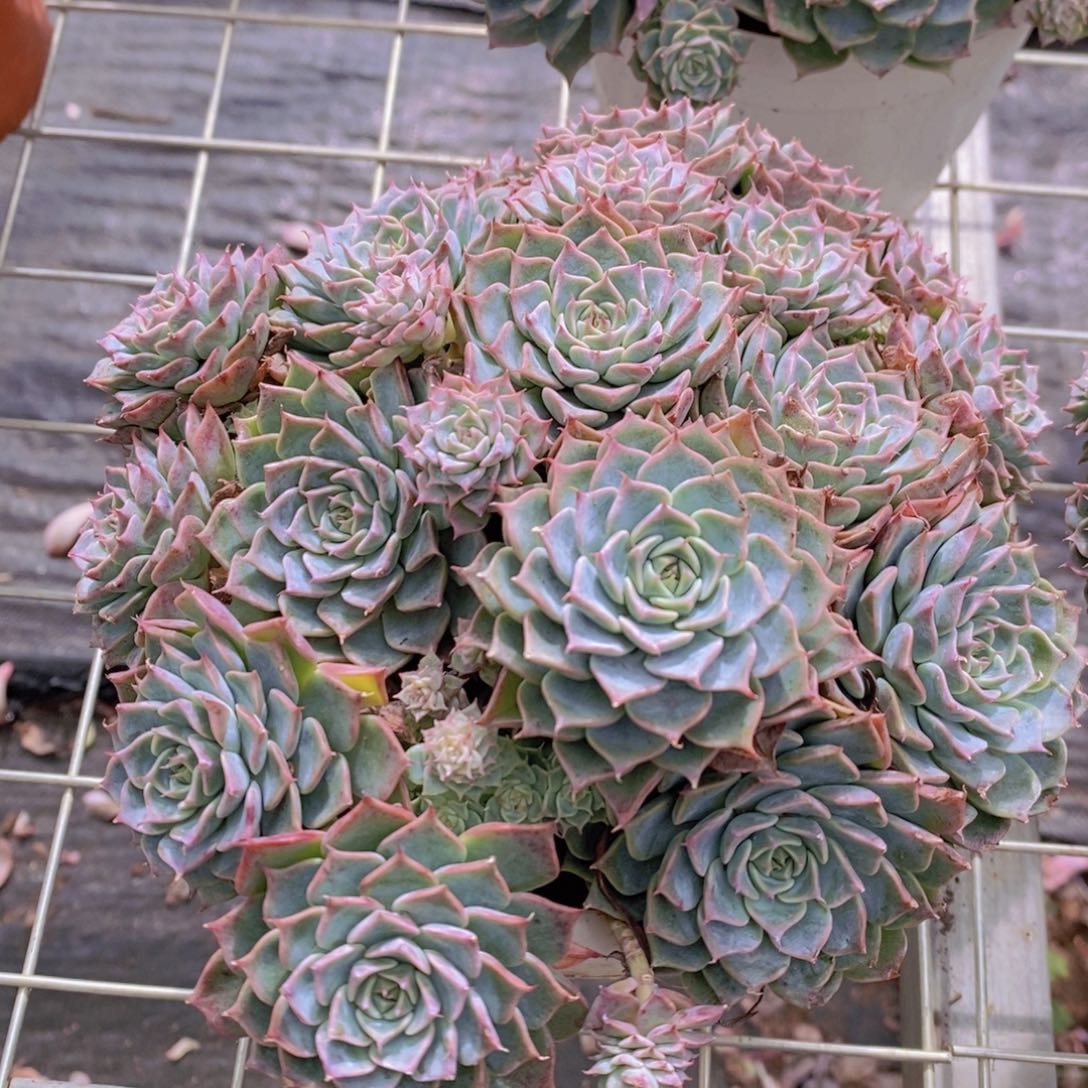 海宾格瑞多头群生带盆土
