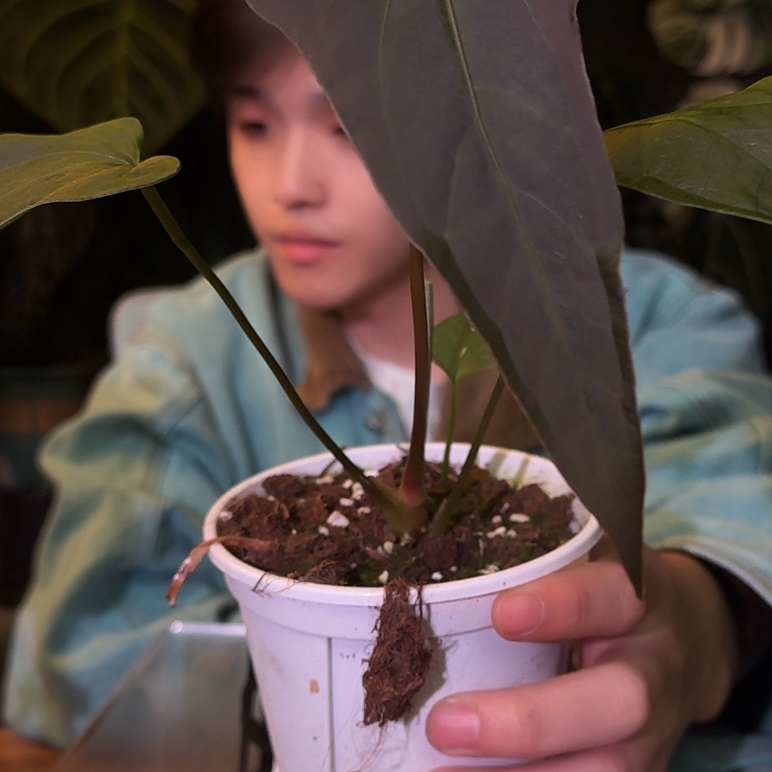 不开花植物M12平克立杂希尼亚