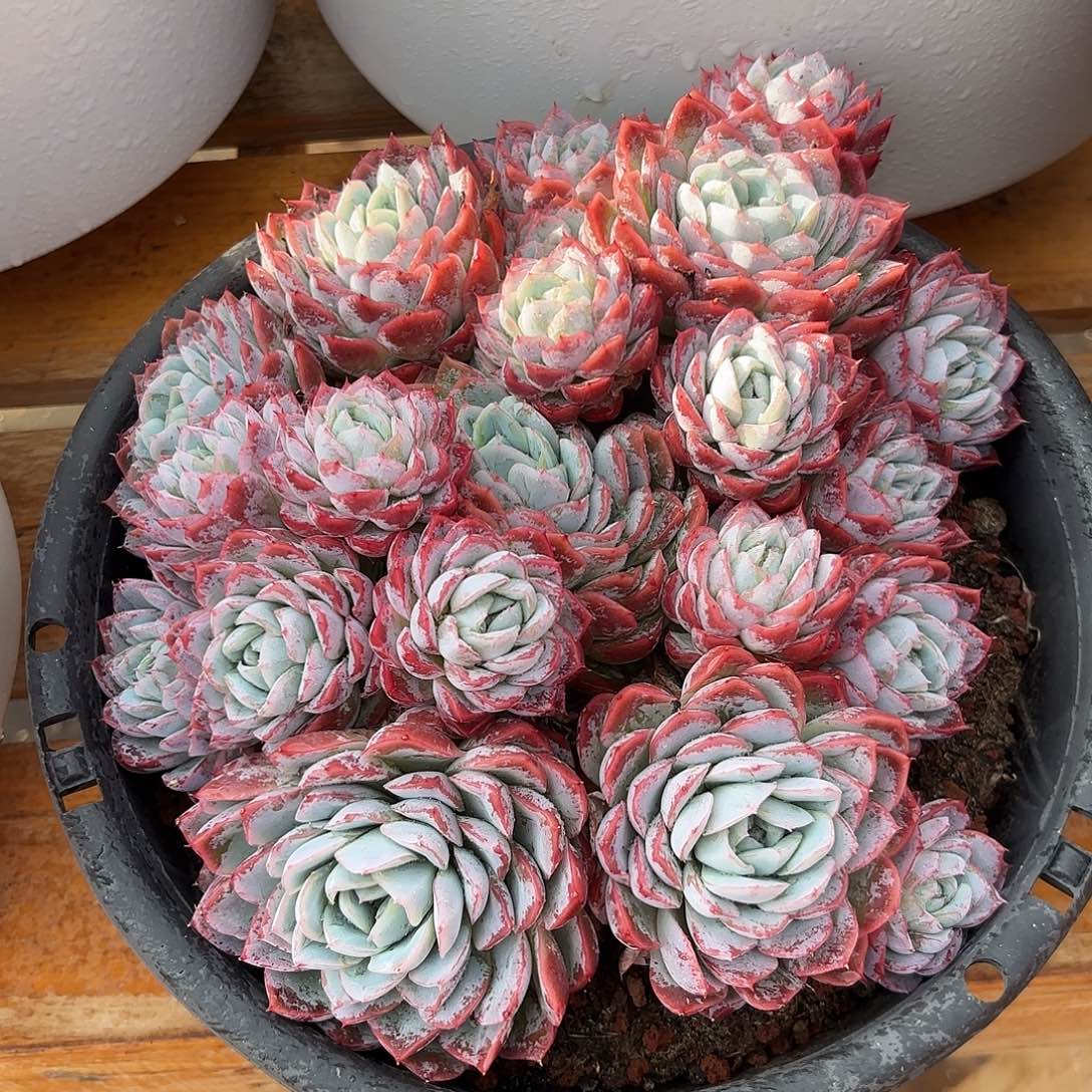 孤星多肉植物多肉