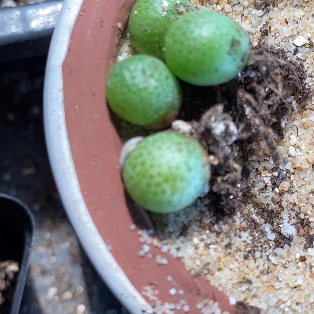 玉米单头一颗。     