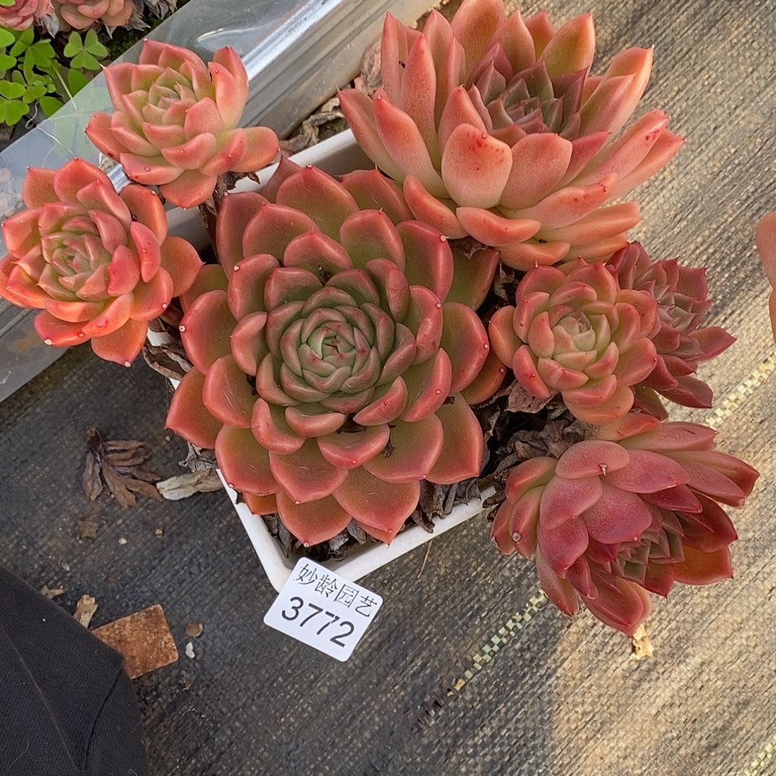 3772杂交老桩基地～20厘米