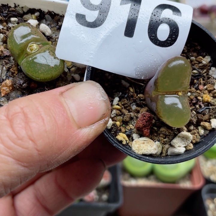 916风铃母本两颗