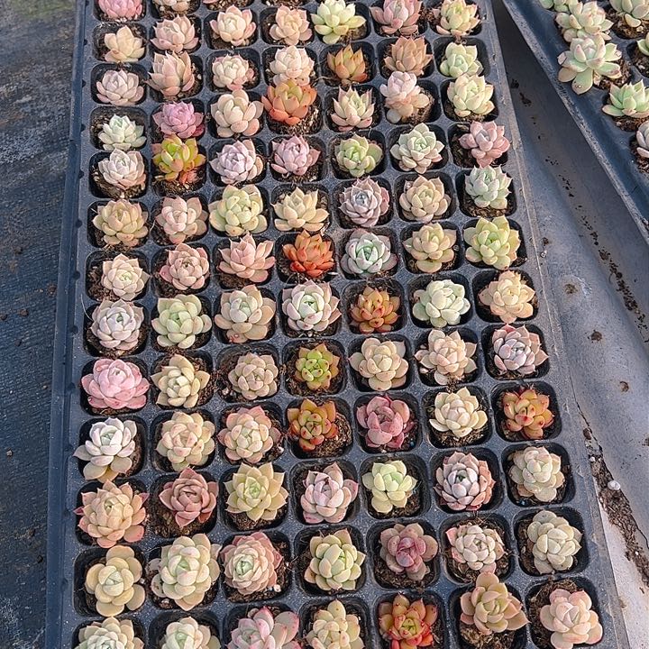 直播福利一物一拍22