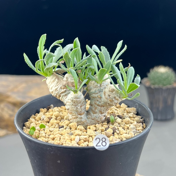 刨花厚敦菊冬型块根一物一拍28