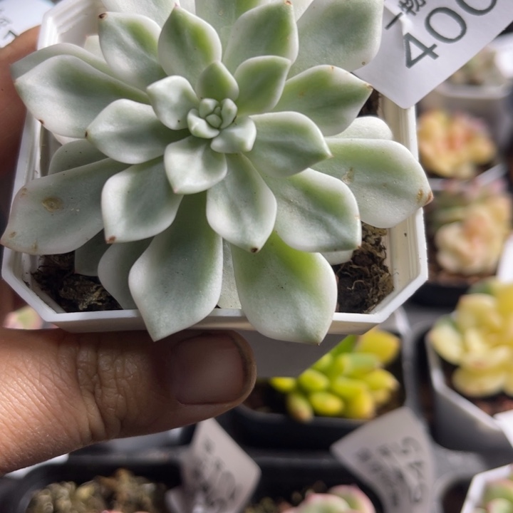 魅抓锦多肉植物400