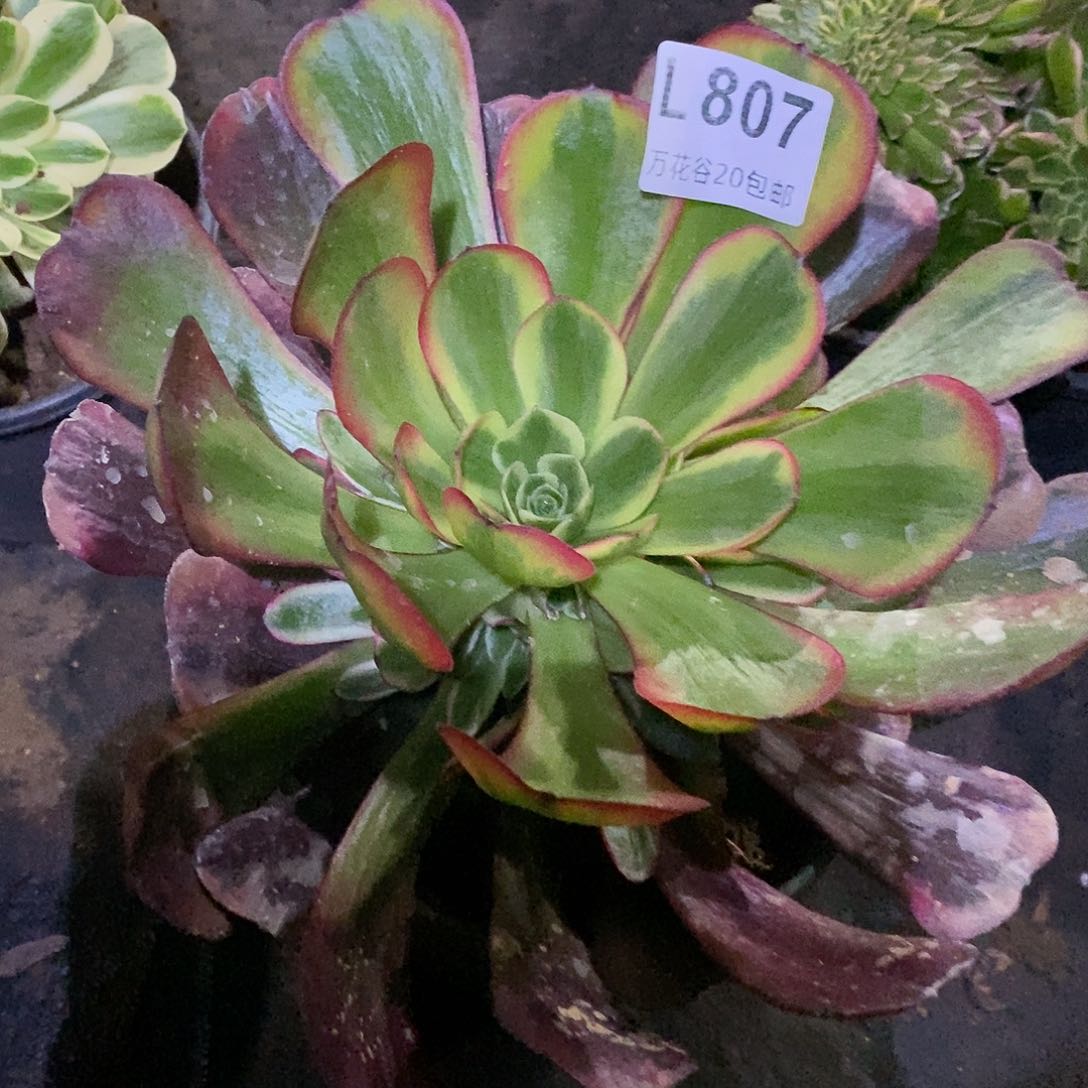 807爱神多肉植物