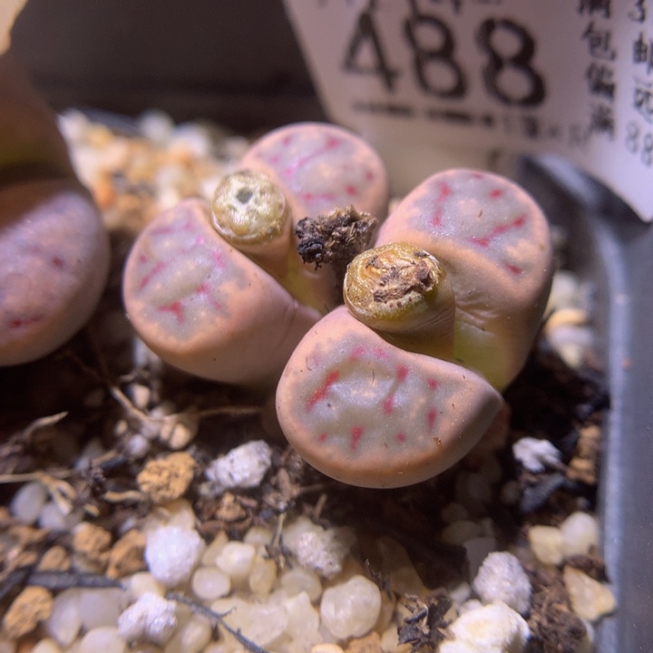 精品生石花214.488