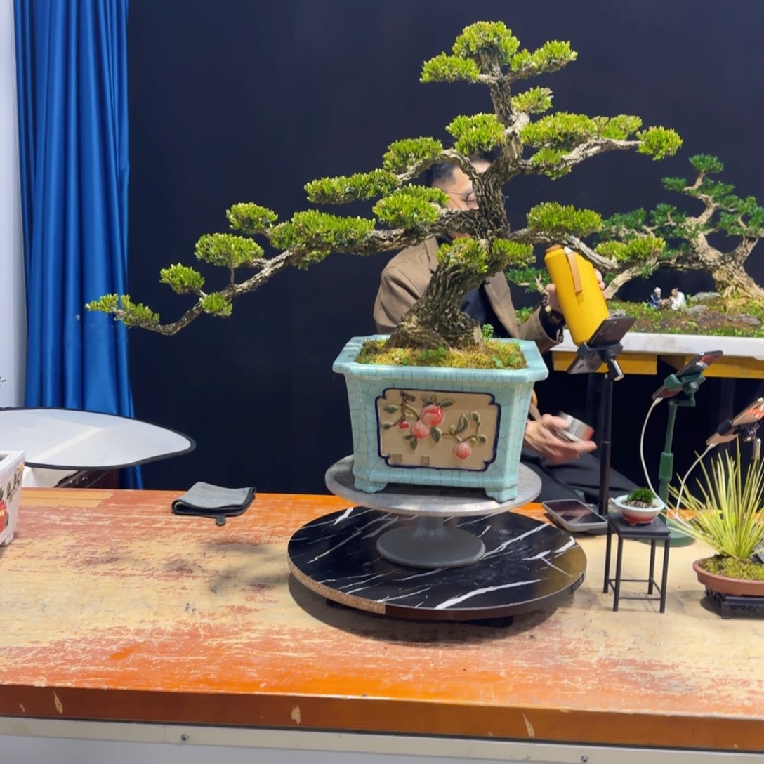 黄杨室内室外盆景艺术