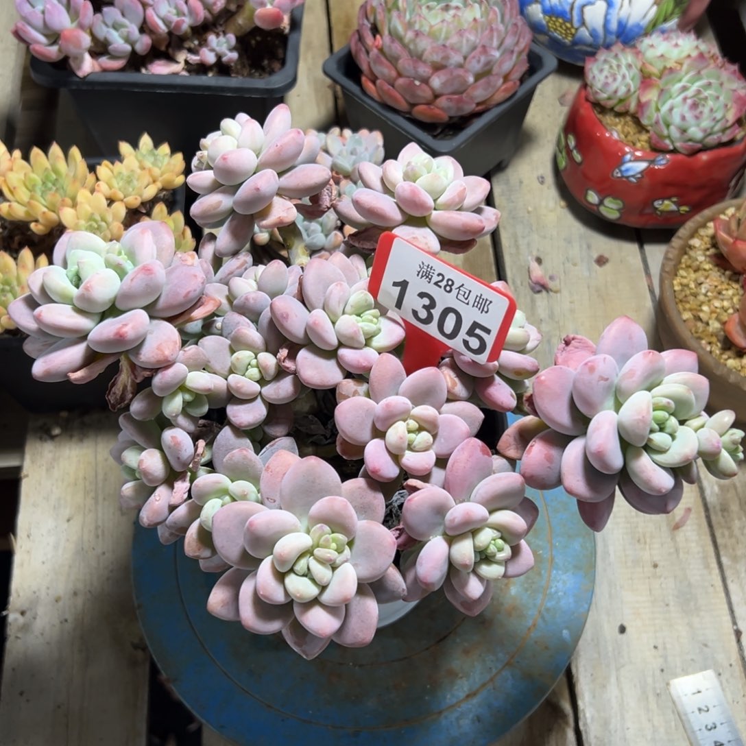 1305洛神，冠服24公分