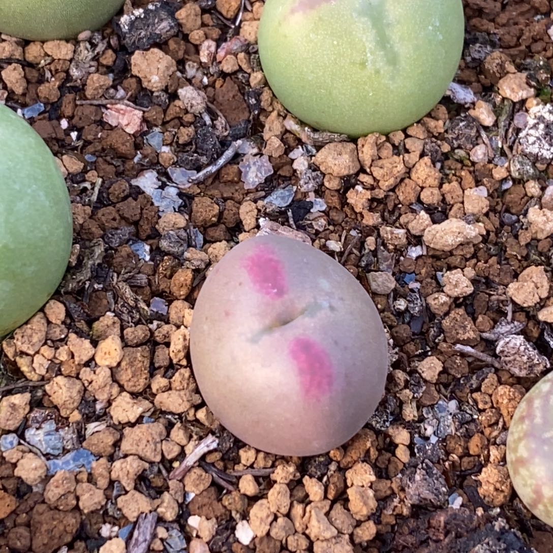 可爱的将杂一颗好看好看