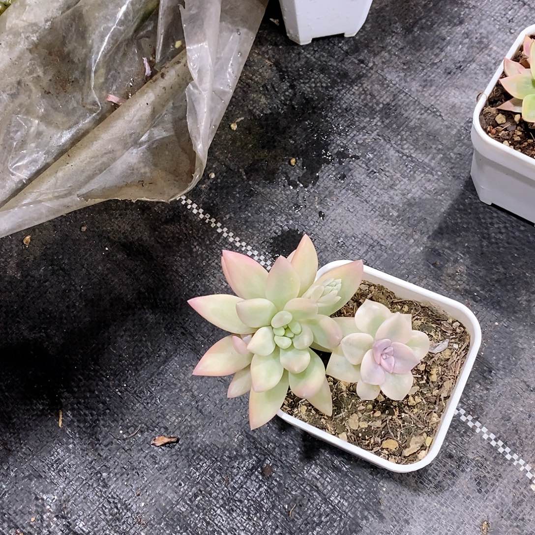 彩***糖蜜桃啵啵锦砍头多肉植物