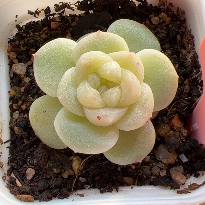 268 一物一拍，精品糖心，尺寸不大介意勿拍
