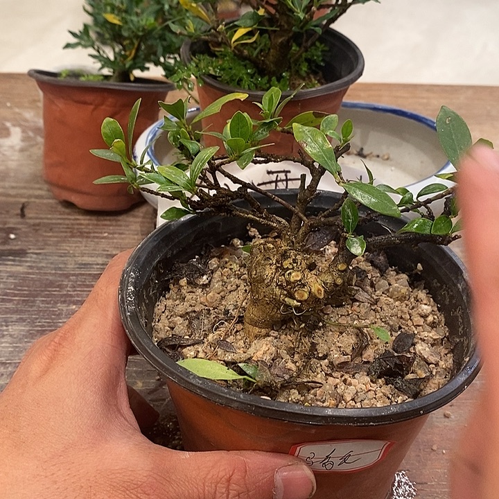 骑***主完全开放海岛栀子花11