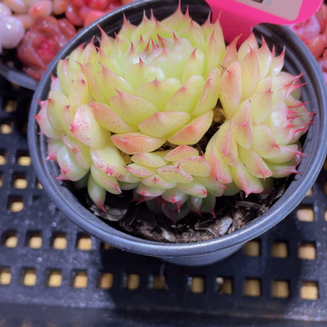 159号 睫毛珍妮麦秆群一颗