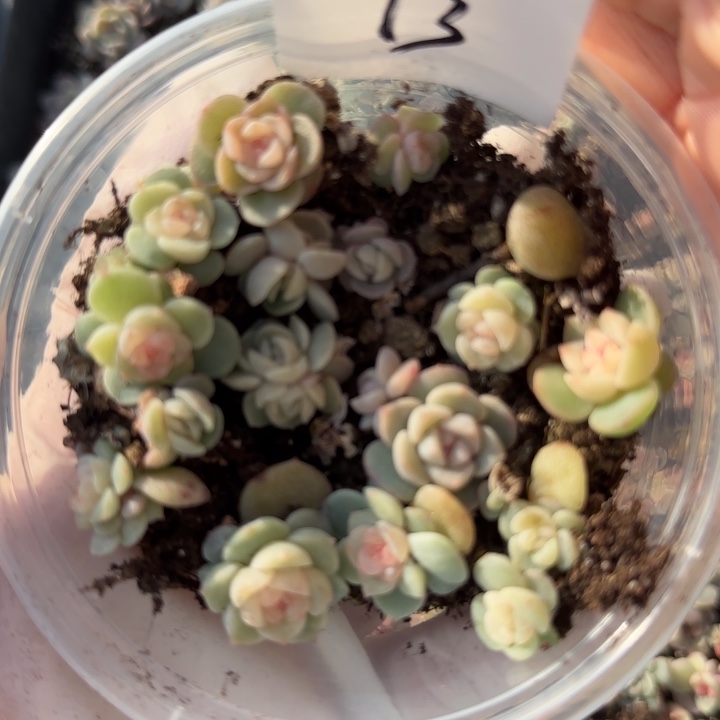 13 王者系列珍妮一盒