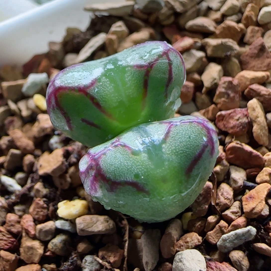 1-20-7-3当天满58包邮铅笔画杂长腿多肉脱土