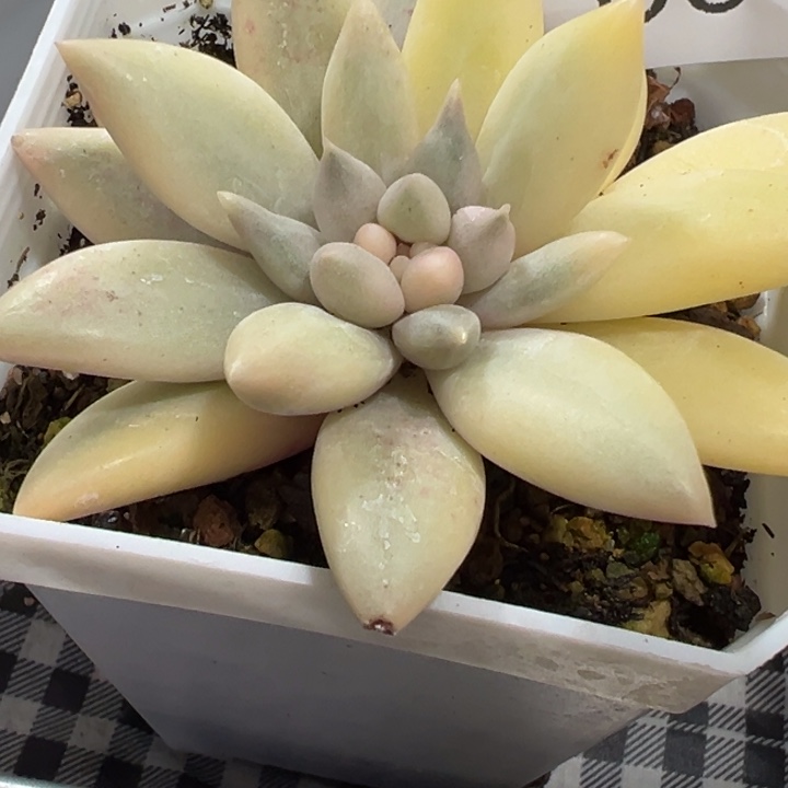 红蜻蜓锦多肉植物604
