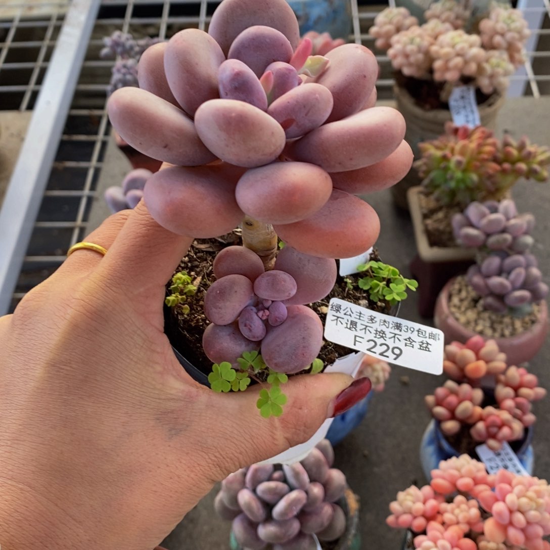 蛋黄奶酪229/6c m福利