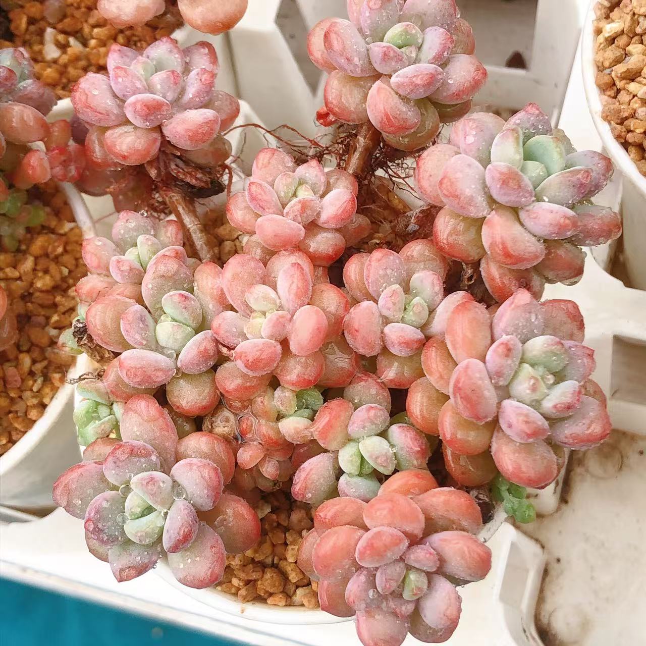 115号多肉植物  果冻白鹭群生一颗（尺寸5左右）满28包邮除偏远