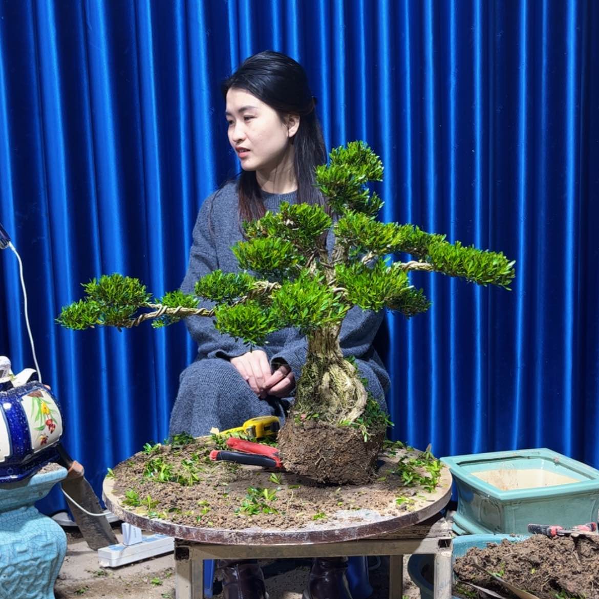 【闪购商品】广东雀舌黄杨盆景