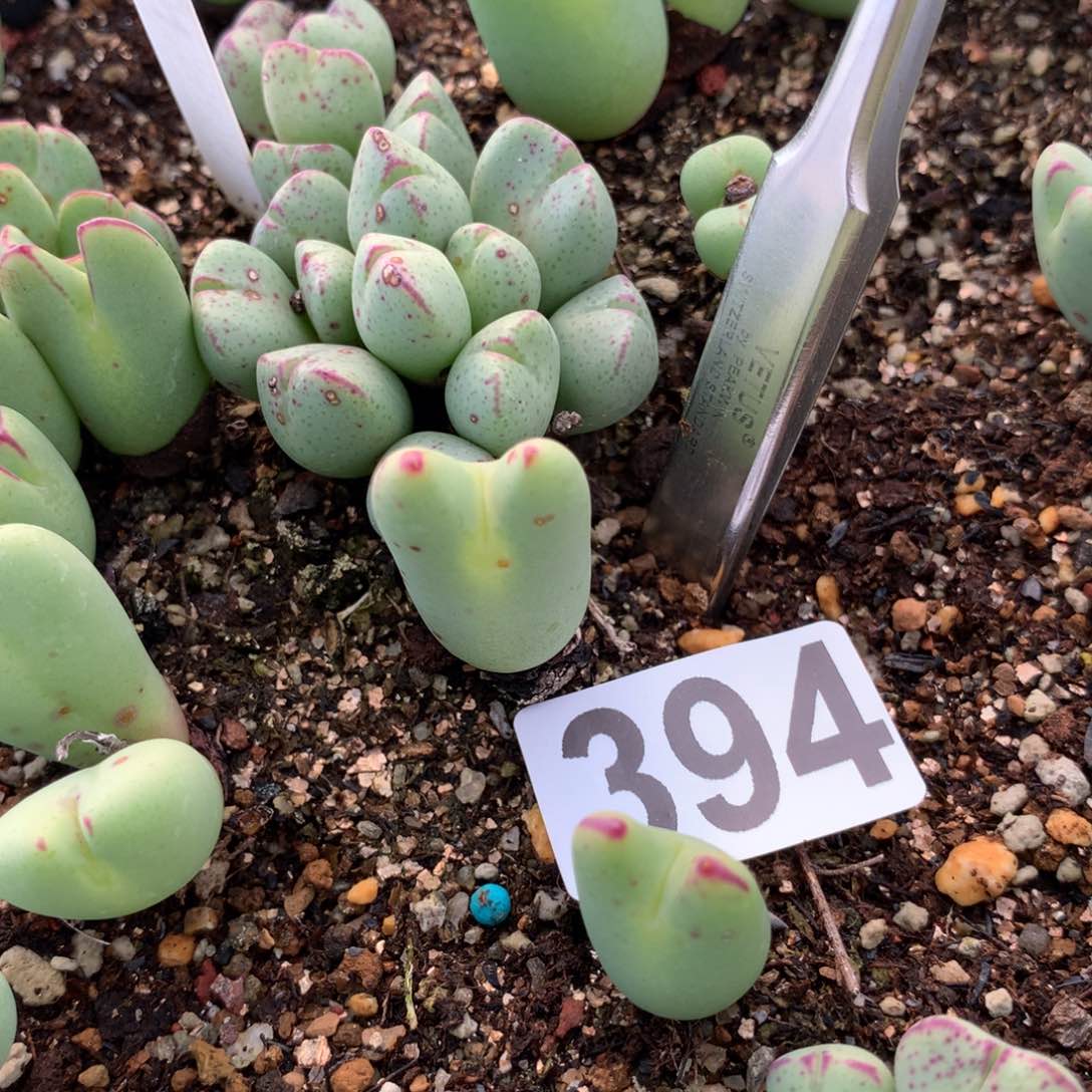 ?****）394少将母本一颗