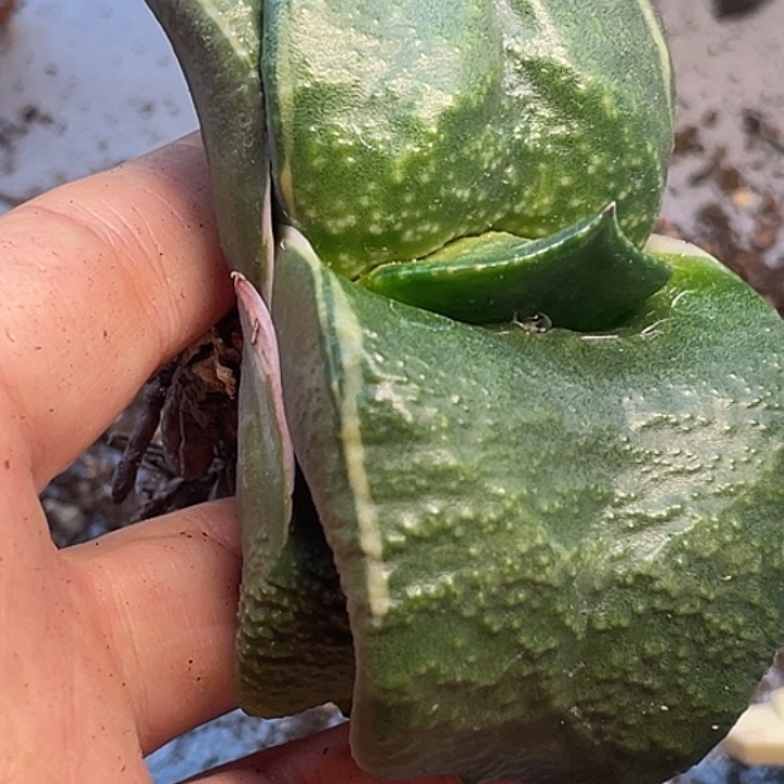 一物一拍竞拍福利拍