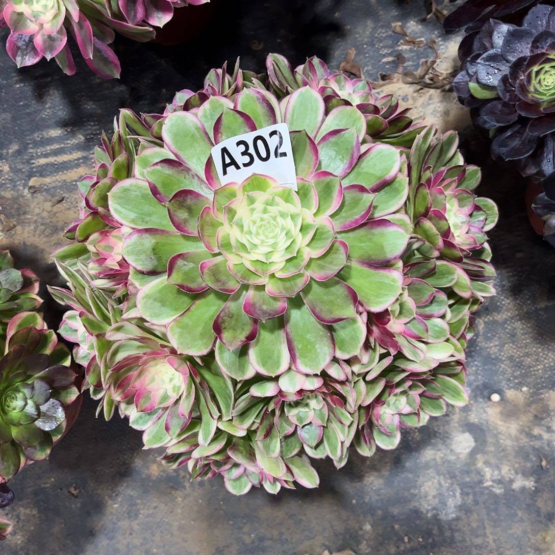 多肉植物孔雀翎302多肉