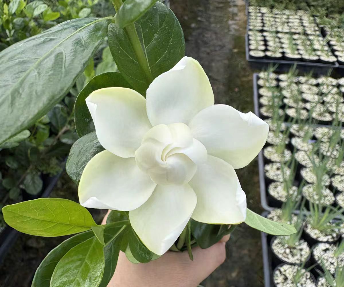 【含珠】栀子花贵货品种小叶栀子花浓香耐热绿植花卉室内外植物