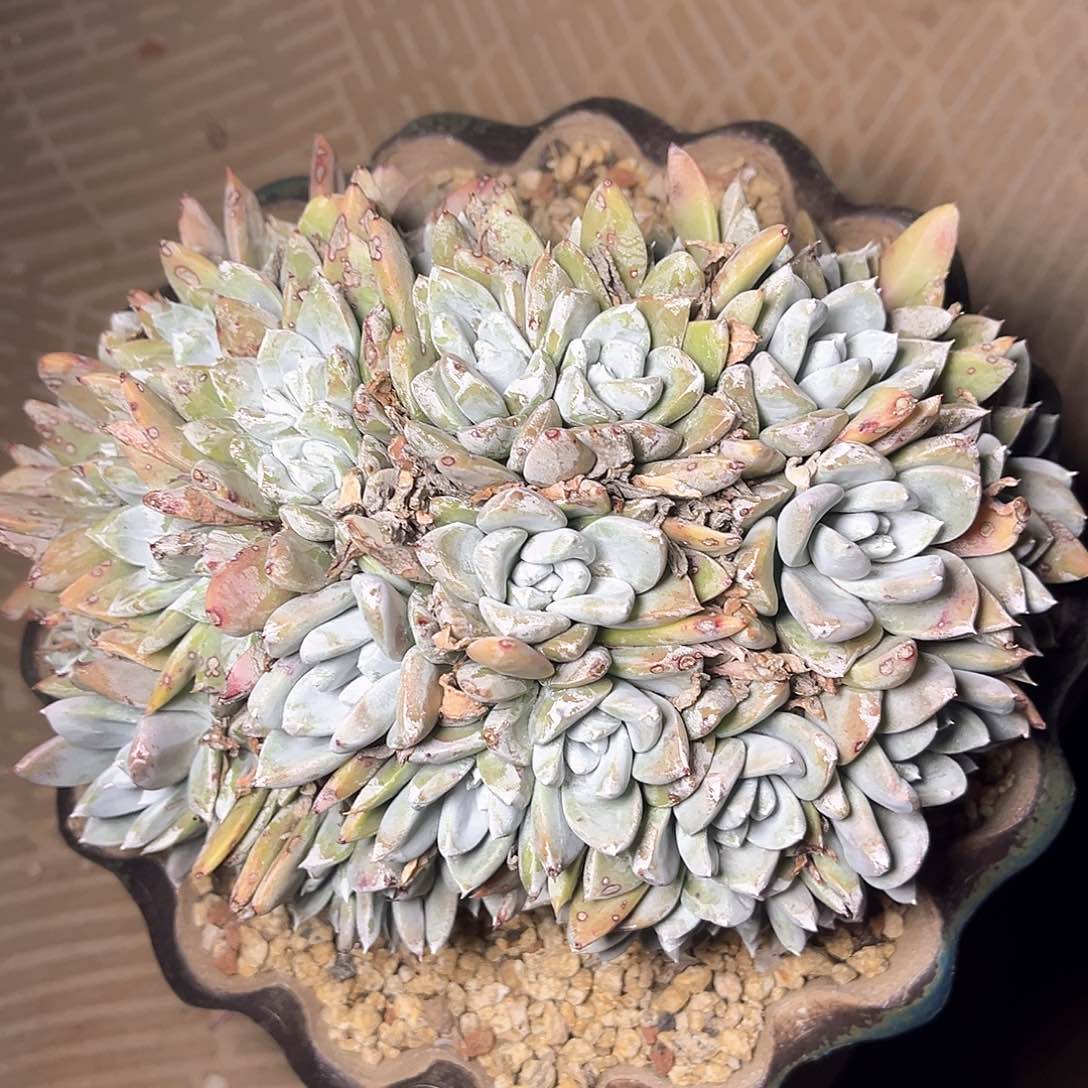 花朵厚叶苹果叶缀化