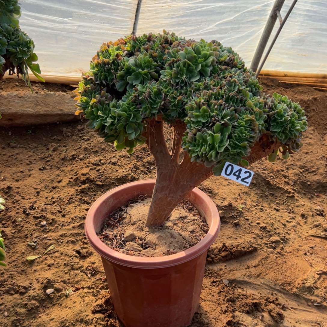 玫瑰缀042冠服40厘米