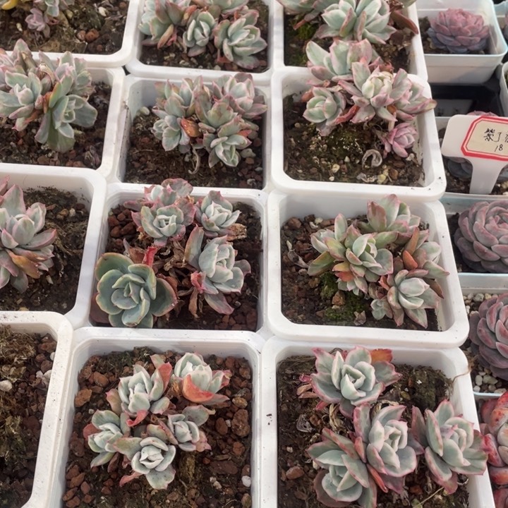 伯克利锦18一盆8888888888