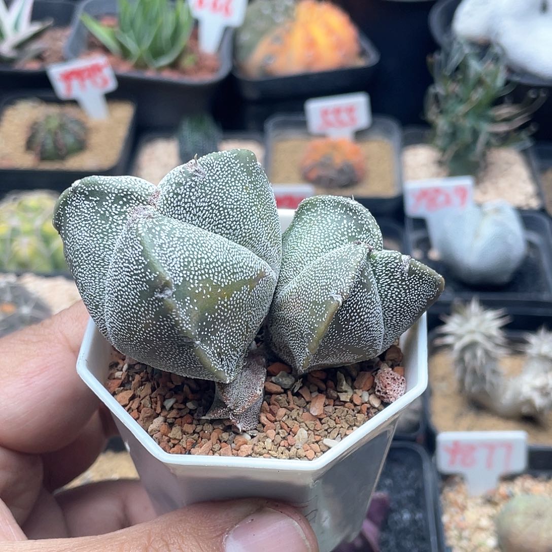 实生三角鸾凤玉仙人球