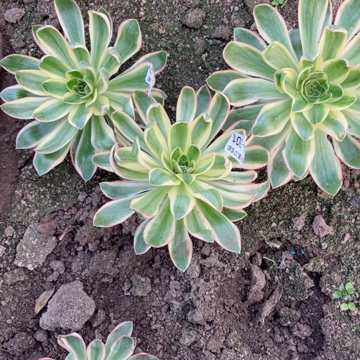 @***吖青莲3颗多肉11344578多肉