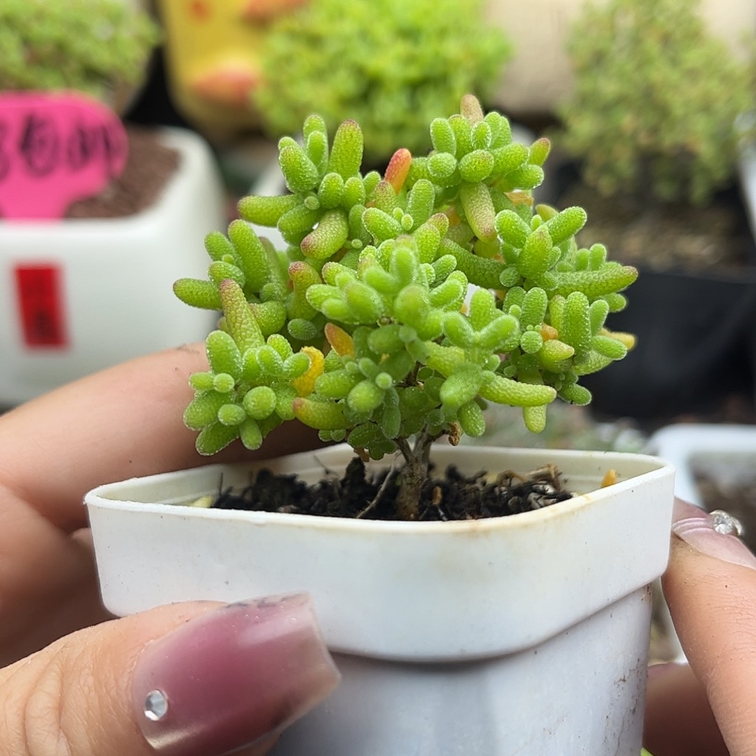 43蜜桔糖球优选枝干