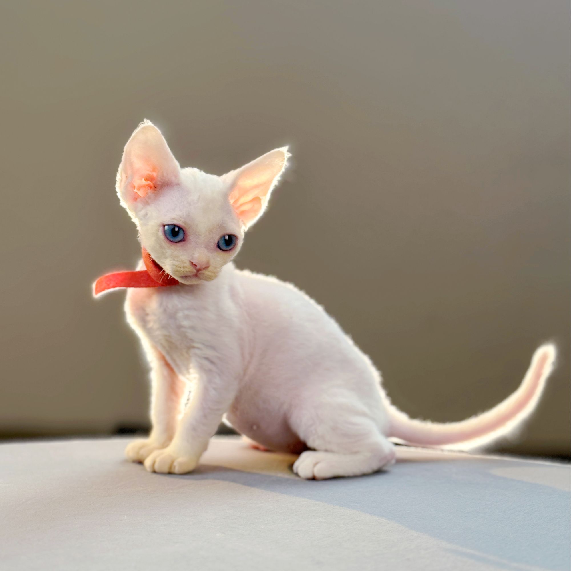 <奶芙 >纯白蓝眼卡哇伊妹妹 德文卷毛猫